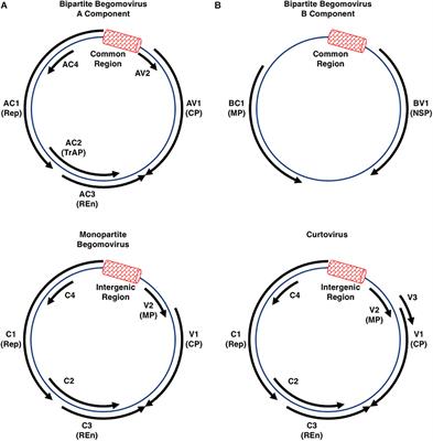 Manipulation of the Plant Host by the Geminivirus AC2/C2 Protein, a Central Player in the Infection Cycle